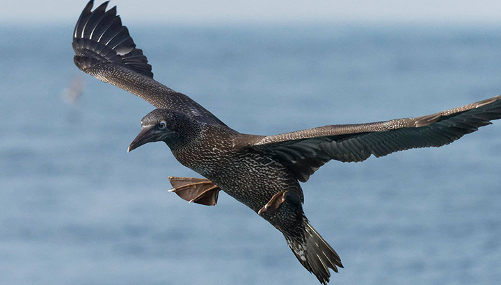 Sortie en mer : à la découverte des oiseaux pélagiques !